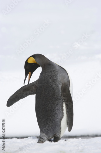 king penguin preening feathers on South Georgia Island