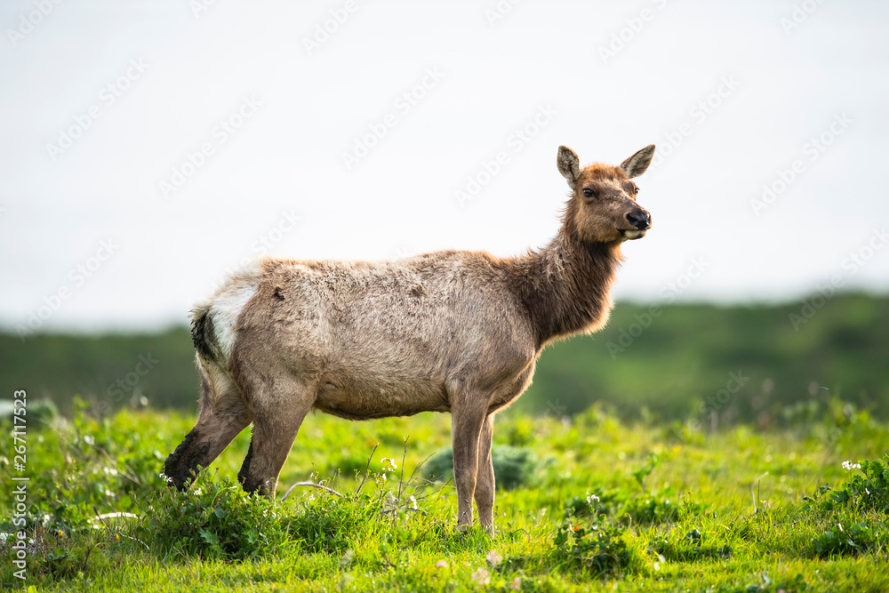 Fototapeta premium Tule elk (Cervus canadensis nannodes), Point Reyes National Seashore, Marin, California