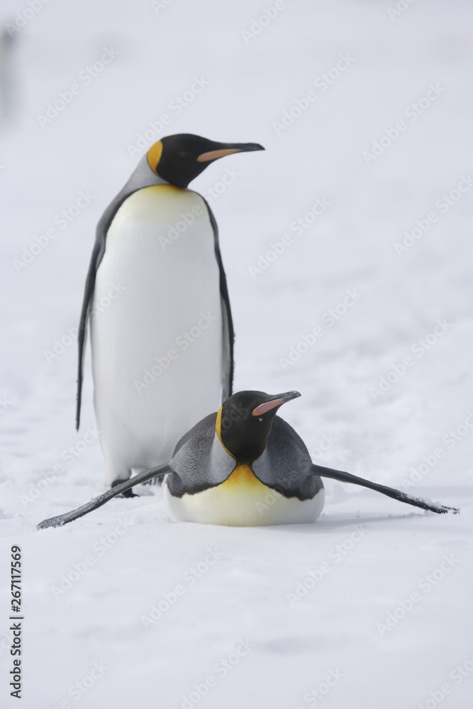 Obraz premium Two king penguins traversing the snow on South Georgia Island