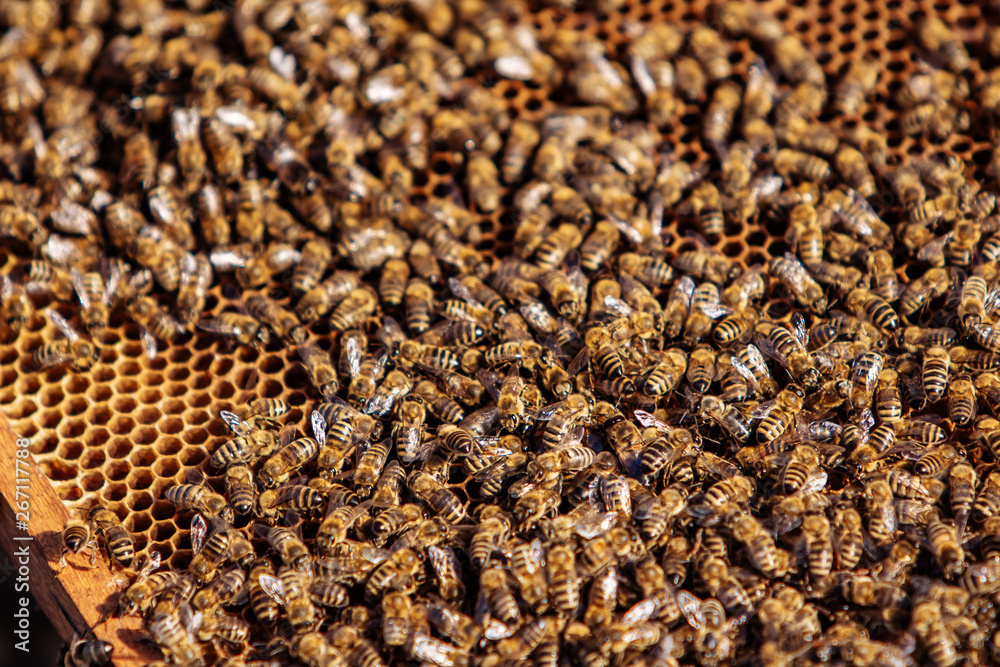 Working bees on honeycomb. Frames of a bee hive. Apiculture Working bees on honeycomb. Frames of a bee hive. Apiculture