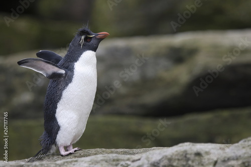 Rockhopper penguin stretches its flippers in the Falkland Islands