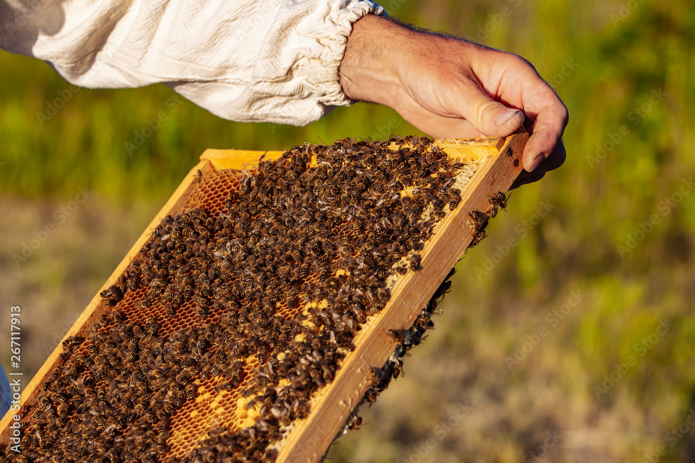Hand of beekeeper is working with bees and beehives on the apiary. Bees on honeycombs. Frames of a bee hive Hand of beekeeper is working with bees and beehives on the apiary. Bees on honeycombs. Frames of a bee hive