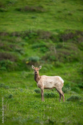 Tule elk  Cervus canadensis nannodes   Point Reyes National Seashore  Marin  California