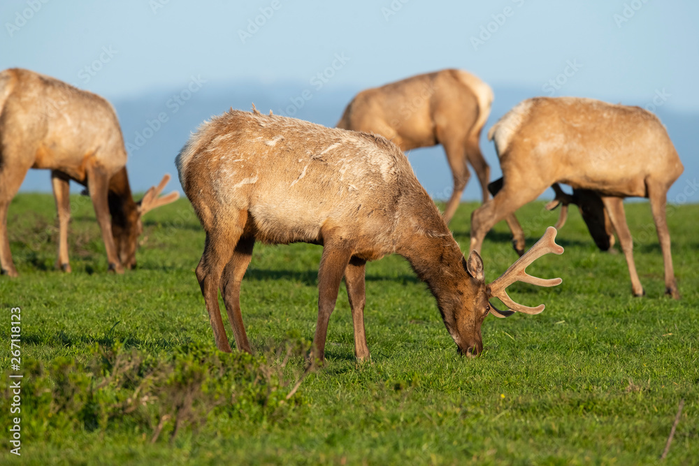 Fototapeta premium Tule elk (Cervus canadensis nannodes), Point Reyes National Seashore, Marin, California