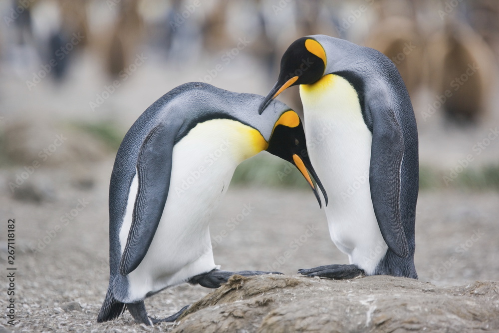 Fototapeta premium King penguins make overtures to sex on South Georgia Island