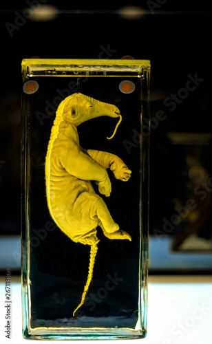 fetus of an anteater in a specimen jar