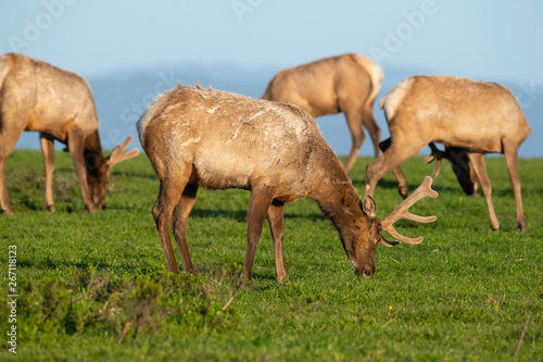 Tule elk (Cervus canadensis nannodes), Point Reyes National Seashore, Marin, California photo