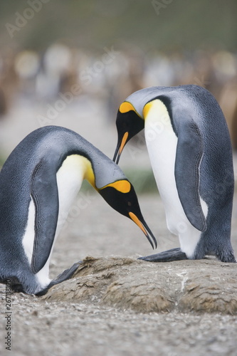 King penguins during mating ritual on south Georgia Island