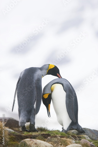 King penguin couple during mating ritual on South Georgia Island