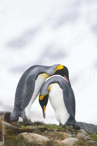 King penguins in a pre mating ritual on South Georgia Island