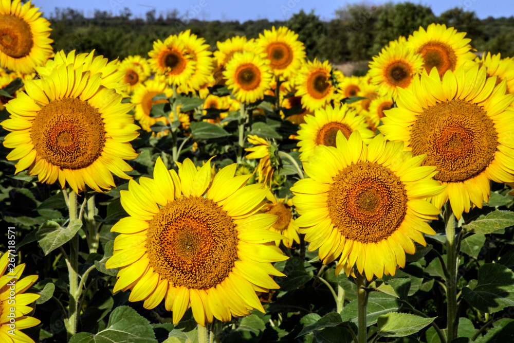 blooming yellow sunflowers in the field