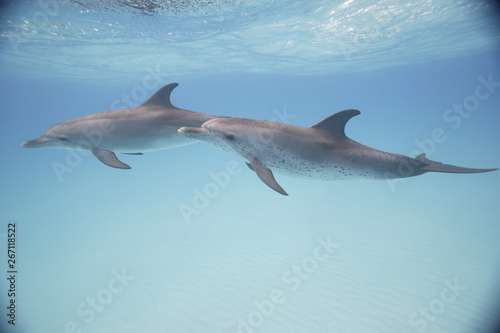 Spotted dolphins underwater near the Bahama Islands