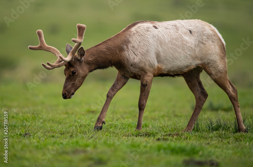 Tule elk (Cervus canadensis nannodes), Point Reyes National Seashore, Marin, California