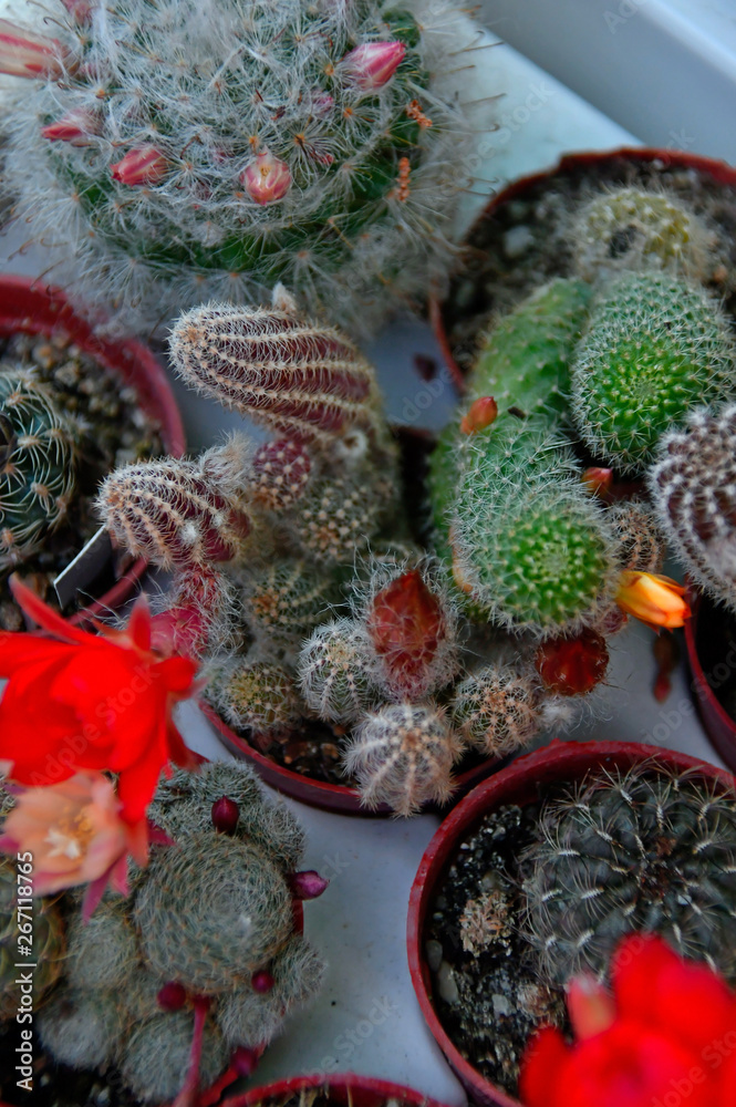 beautiful colorful blooming mini cacti