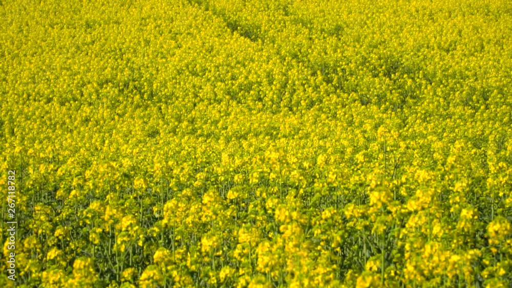 Panning down view across bright yellow agricultural rapeseed harvest field. Idyllic yellow pattern fertile meadow texture. Panning down view across bright yellow agricultural rapeseed harvest field. Idyllic yellow pattern fertile meadow texture.