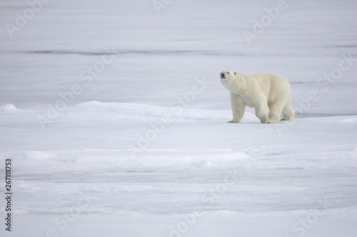 Polar bear walking on sea ice in the Arctic