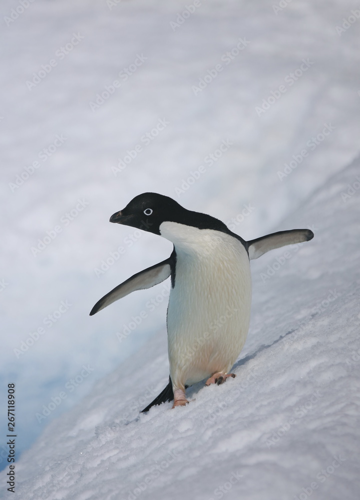 Fototapeta premium Adelie penguin with flippers outstretched.