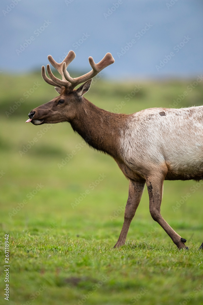 Tule elk (Cervus canadensis nannodes), Point Reyes National Seashore, Marin, California Tule elk (Cervus canadensis nannodes), Point Reyes National Seashore, Marin, California