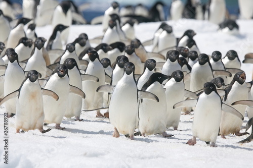 Leinwand Poster Adelie penguins rush toward the edge of an iceberg in Antarctica