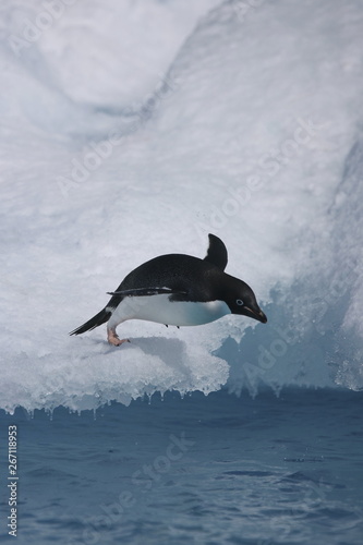 Adelie penguin prepares to leap off an iceberg in Antarctica