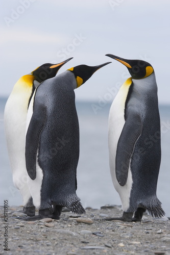 King penguins debate a topic on South Georgia Island