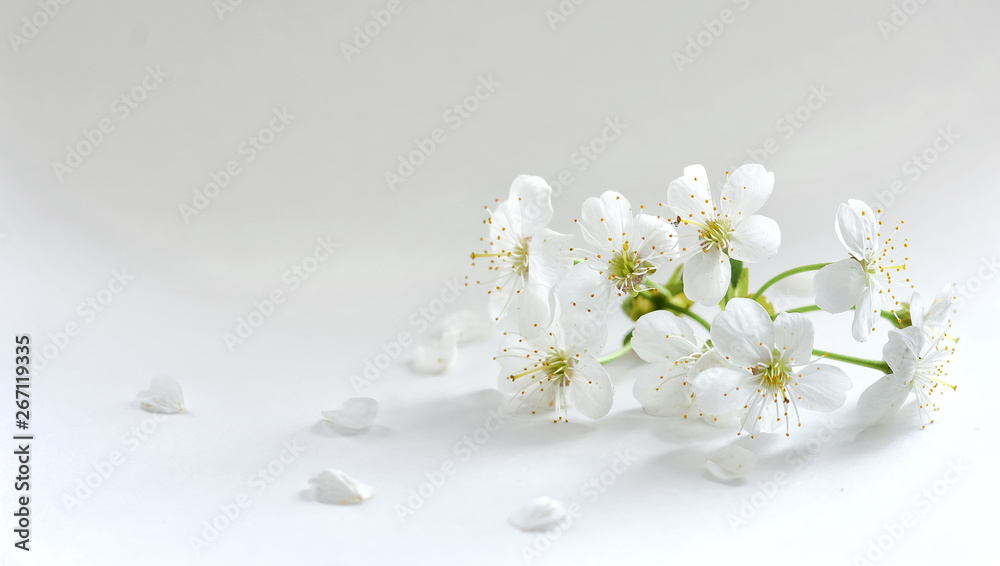 Cherry flowers with petals on a light background. Copy space. Spring bloom. Postcard. Selective focus. Cherry flowers with petals on a light background. Copy space. Spring bloom. Postcard. Selective focus.