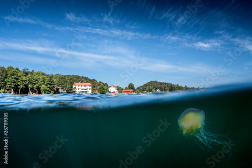 Foto Jelly Fish