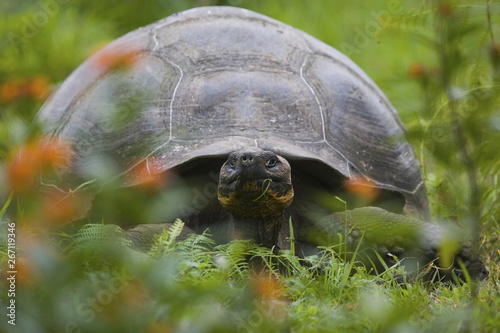 Galapagos tortoise in the wild on the Galapagos Islands