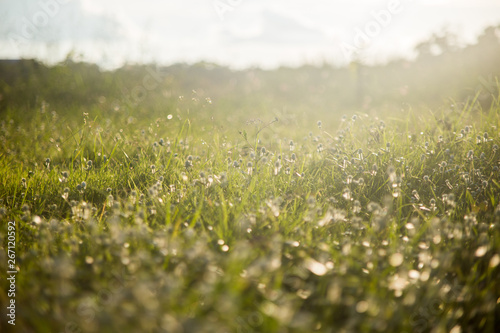 grass on the ground in summer.