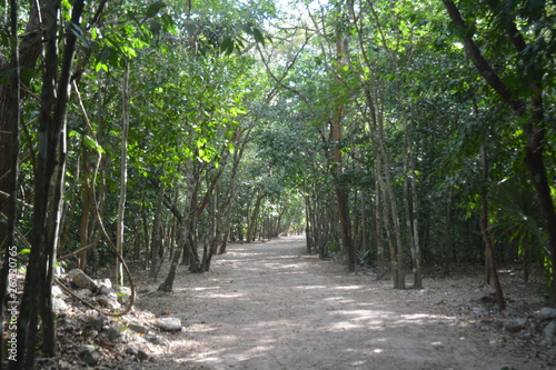 Paseando en la selva