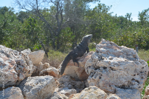 Largato tomando el sol. México photo