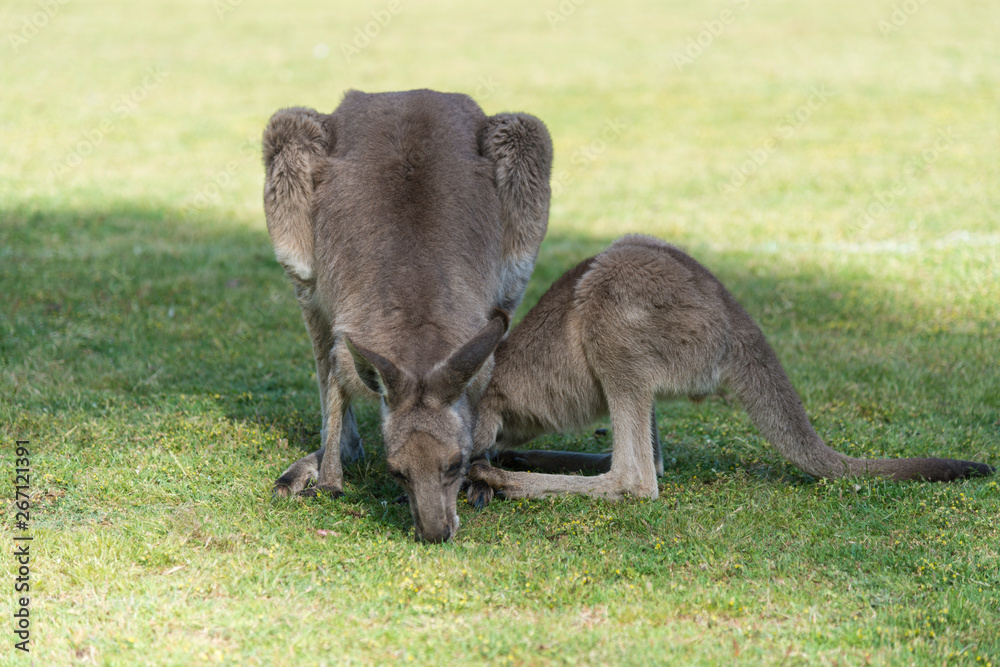 Kangaroo in nature