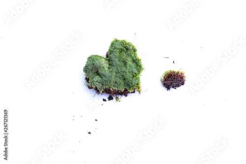 Green moss on white background. Green moss isolated on white bakground