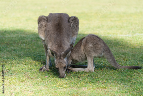 Kangaroo in nature