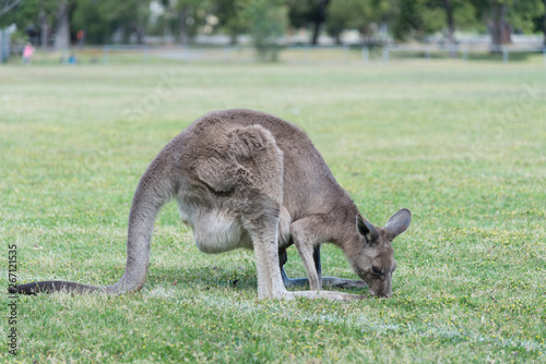 Kangaroo in nature