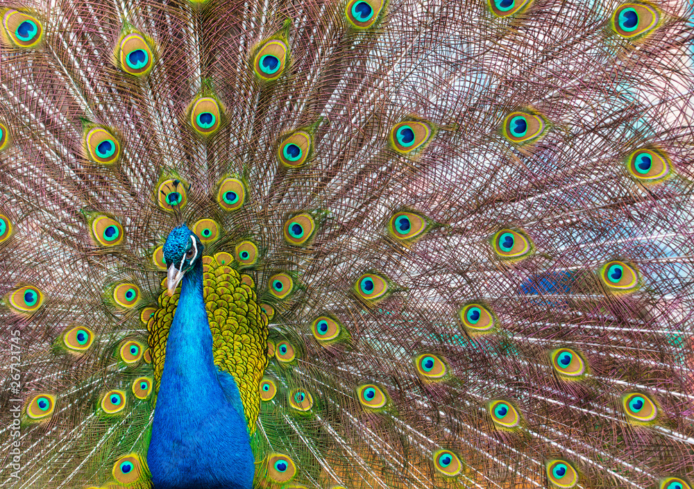 Obraz premium Portrait of a peacock in a zoo