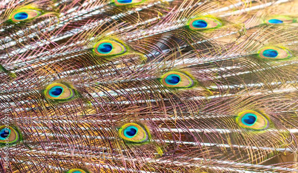 Fototapeta premium Peacock feathers on nature as background