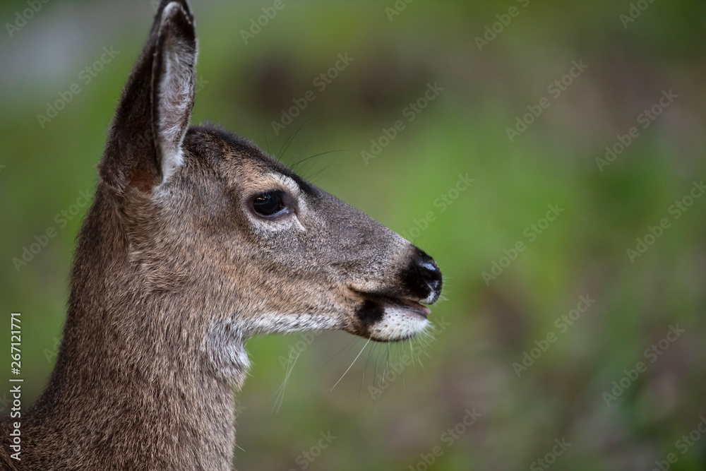 California mule deer (Odocoileus hemionus californicus)