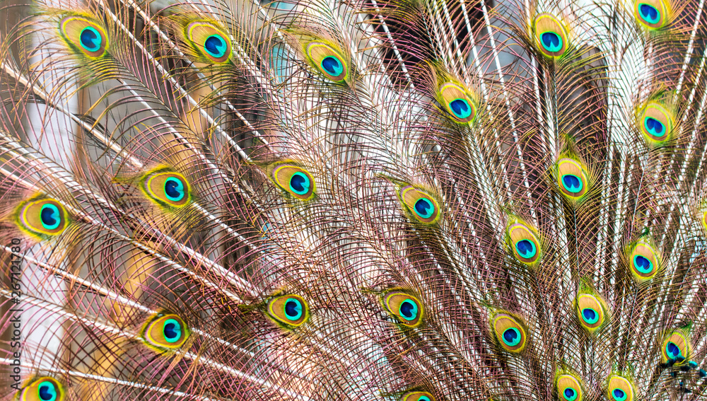 Fototapeta premium Peacock feathers on nature as background
