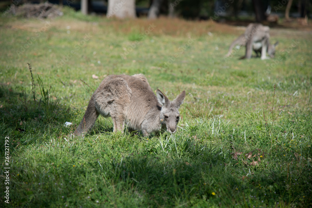 Kangaroo in nature