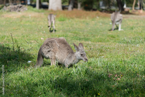 Fototapeta Naklejka Na Ścianę i Meble -  Kangaroo in nature