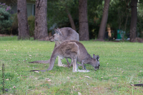 Kangaroo in nature