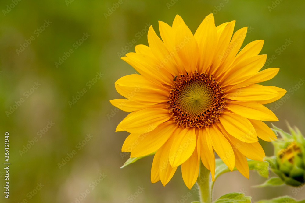 Sonnenblume (Helianthus annuus)