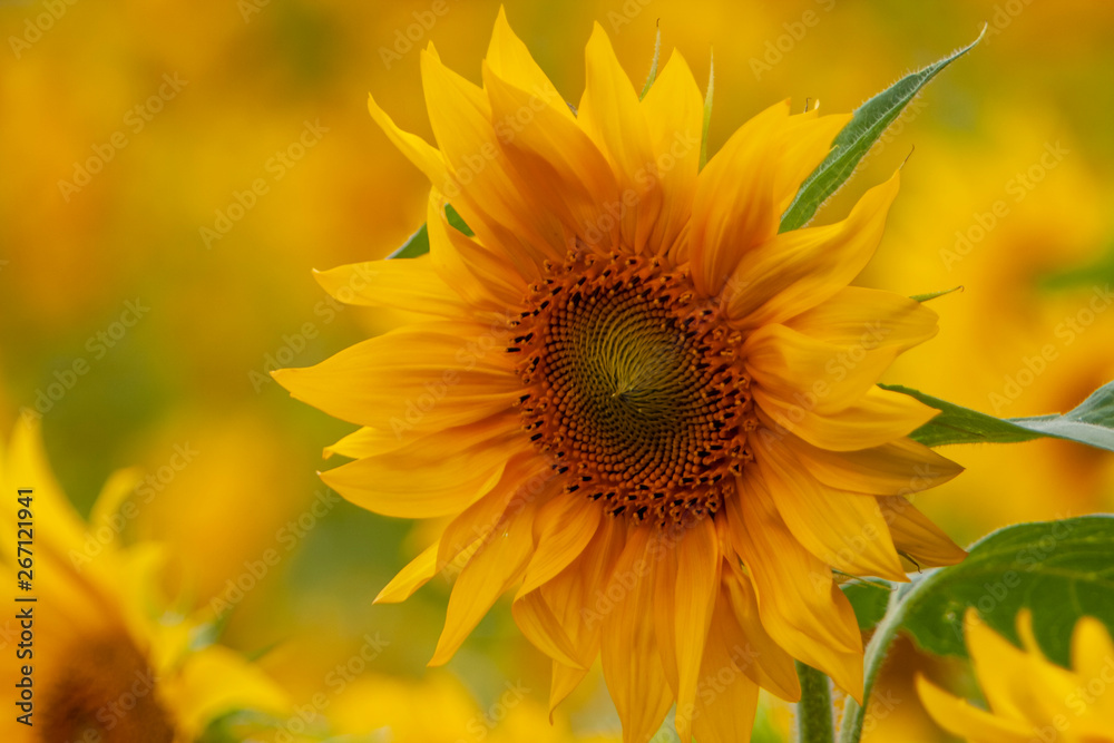 Sonnenblume (Helianthus annuus) Sonnenblume (Helianthus annuus)