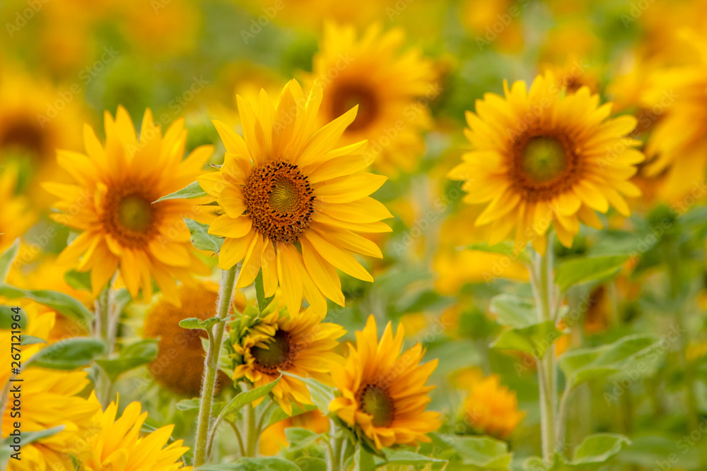 Sonnenblumen (Helianthus annuus), Sonnenblumenfeld Sonnenblumen (Helianthus annuus), Sonnenblumenfeld