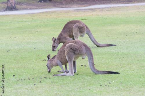 Kangaroo in nature