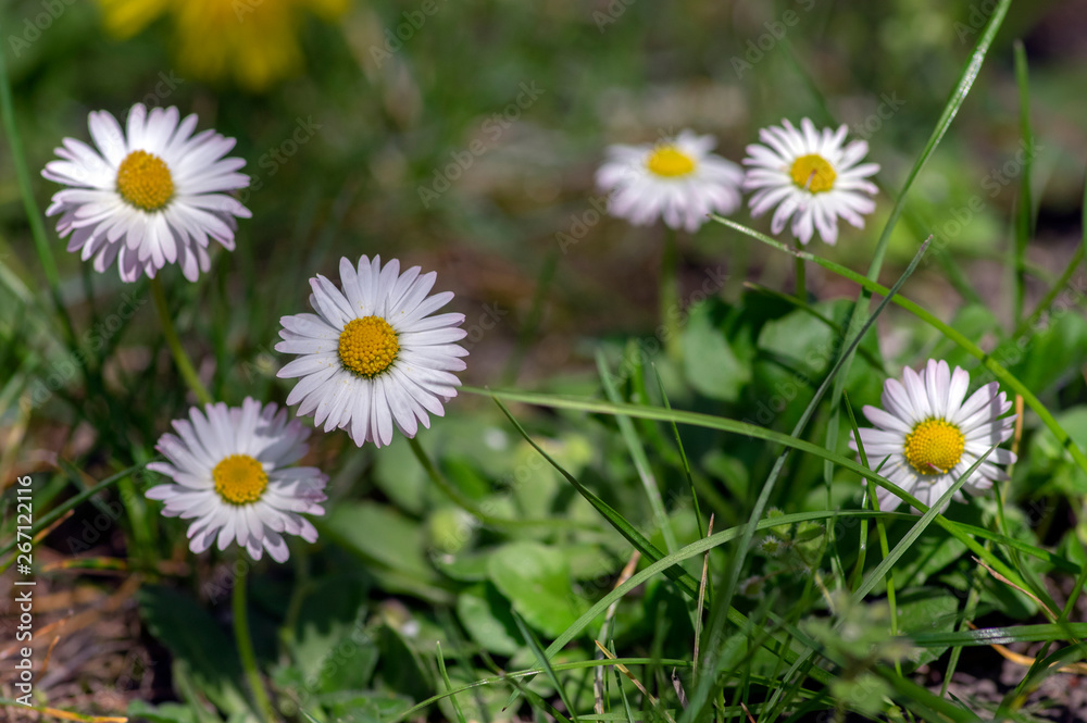 Bellis perennis wild beautiful flowers in bloom, group of flowering plants, white pink petals Bellis perennis wild beautiful flowers in bloom, group of flowering plants, white pink petals