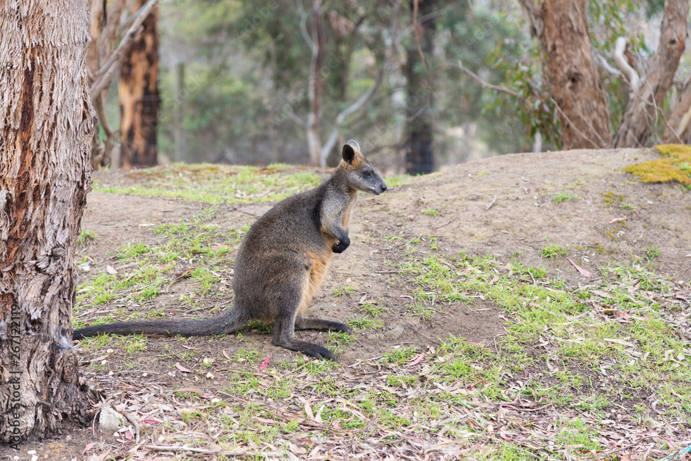 Kangaroo in nature Kangaroo in nature