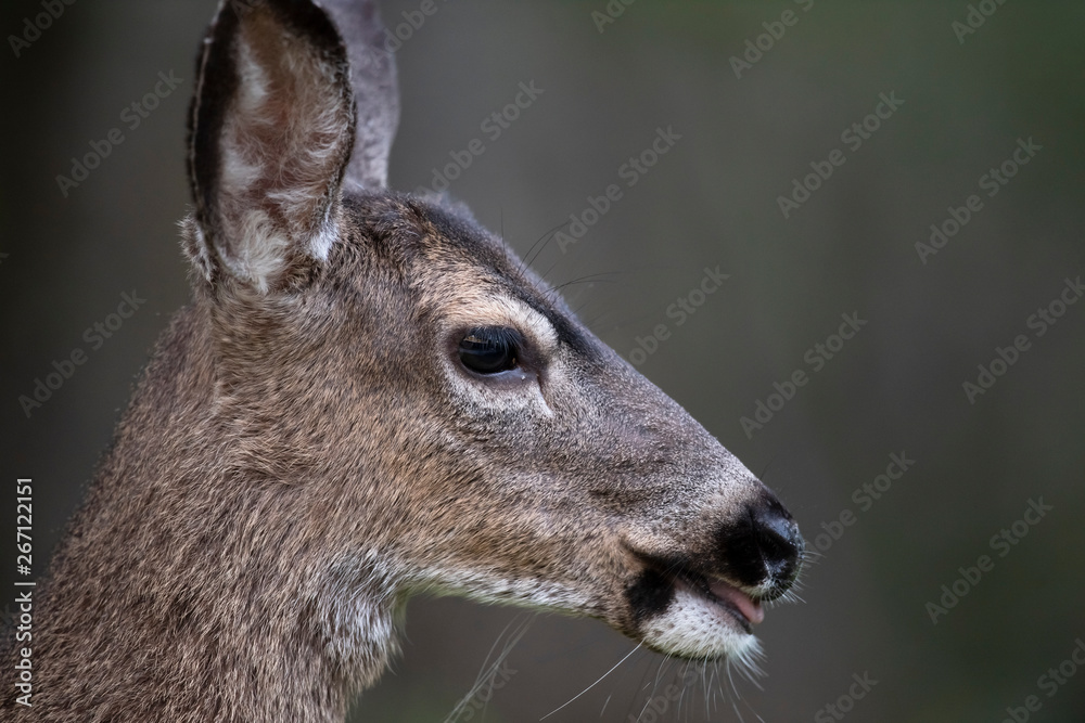 California mule deer (Odocoileus hemionus californicus) California mule deer (Odocoileus hemionus californicus)