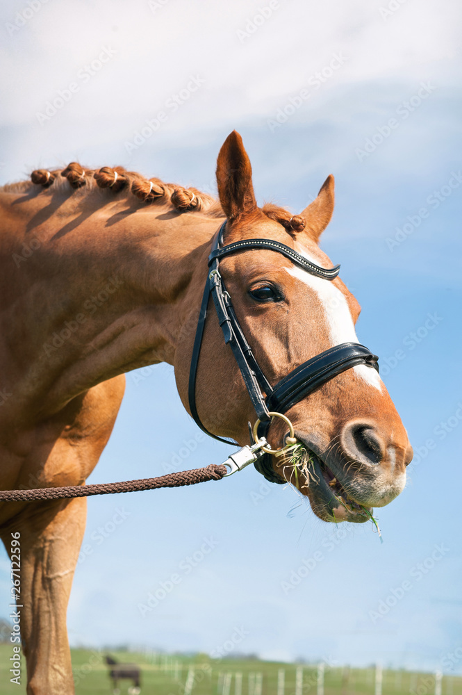 Obraz premium Closeup portrit of head of red horse eating green grass.